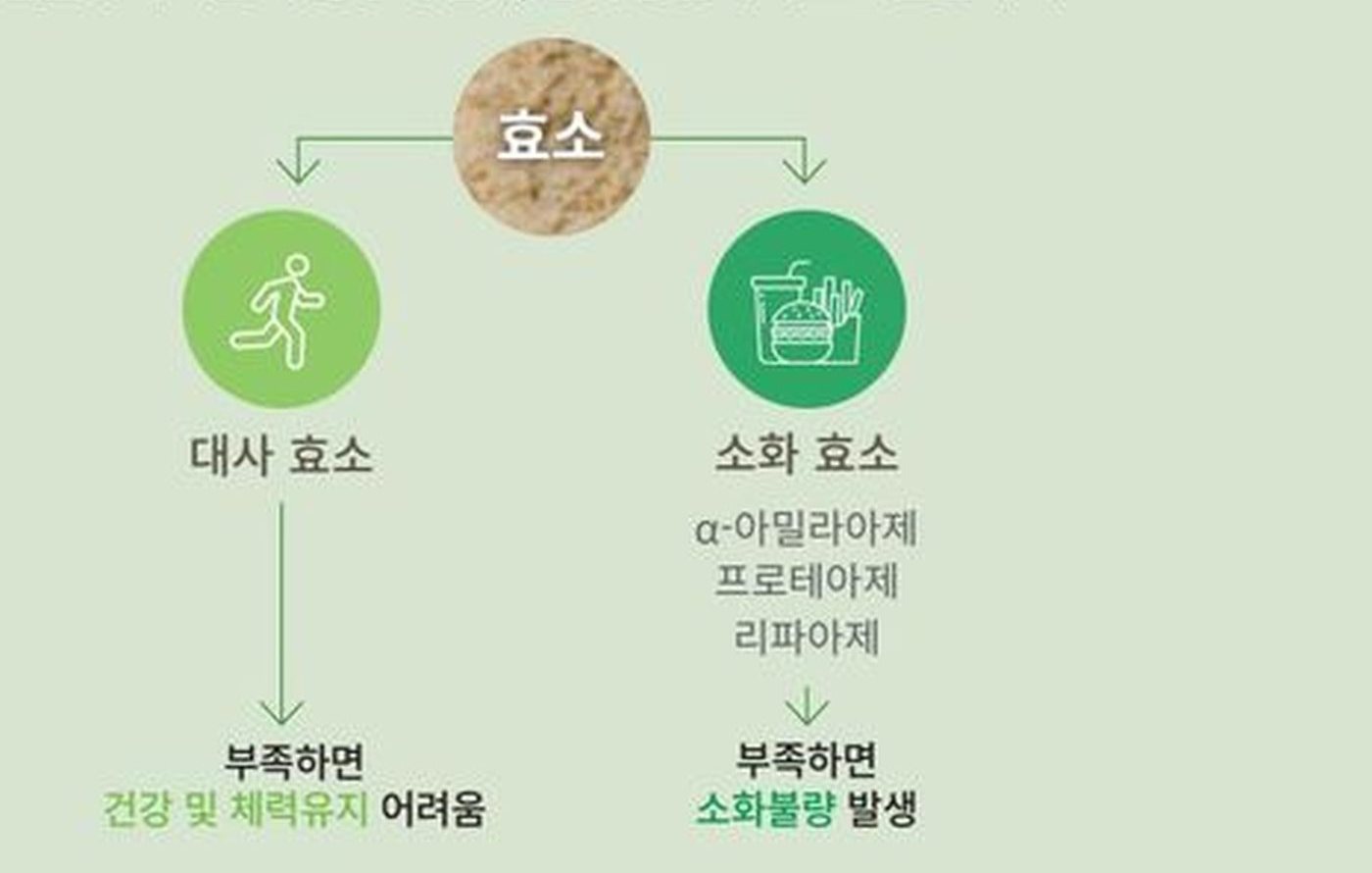 효소는 대사 효소와 소화 효소로 나뉩니다. 대사 효소가 부족하면 건강 및 체력유지가 어렵고, 소화 효소(α-아밀라아제 · 프로테아제 · 리파아제)가 부족하면 소화불량이 발생합니다.