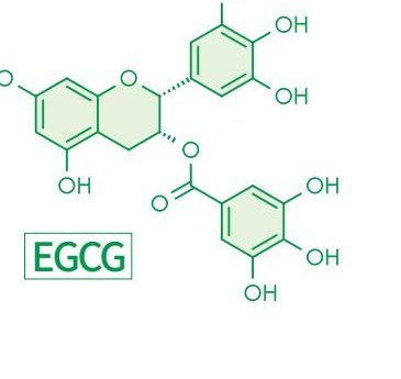 EGCG(에피갈로카테킨갈레이트) 화학 구조식.