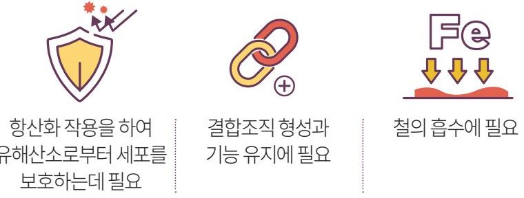 비타민C의 주요기능 — 항산화 작용을 하여 유해산소로부터 세포를 보호하는데 필요, 결합조직 형성과 기능 유지에 필요, 철의 흡수에 필요.