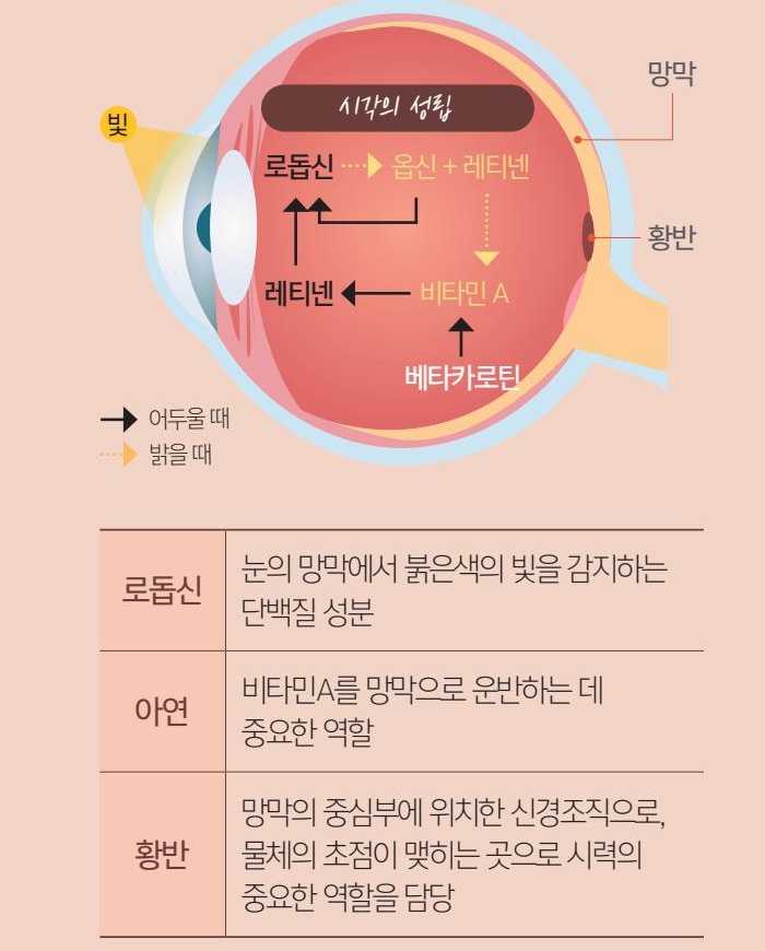 시각의 성립 — 빛이 들어오면 로돕신이 옵신과 레티넨으로 나뉘고, 어두울 때는 레티넨이 다시 로돕신이 됩니다. 비타민A는 레티넨으로, 베타카로틴은 비타민A로 바뀝니다. 로돕신은 눈의 망막에서 붉은색의 빛을 감지하는 단백질 성분, 아연은 비타민A를 망막으로 운반하는 데 중요한 역할, 황반은 망막의 중심부에 위치한 신경조직으로 물체의 초점이 맺히는 곳으로 시력의 중요한 역할을 담당합니다.
