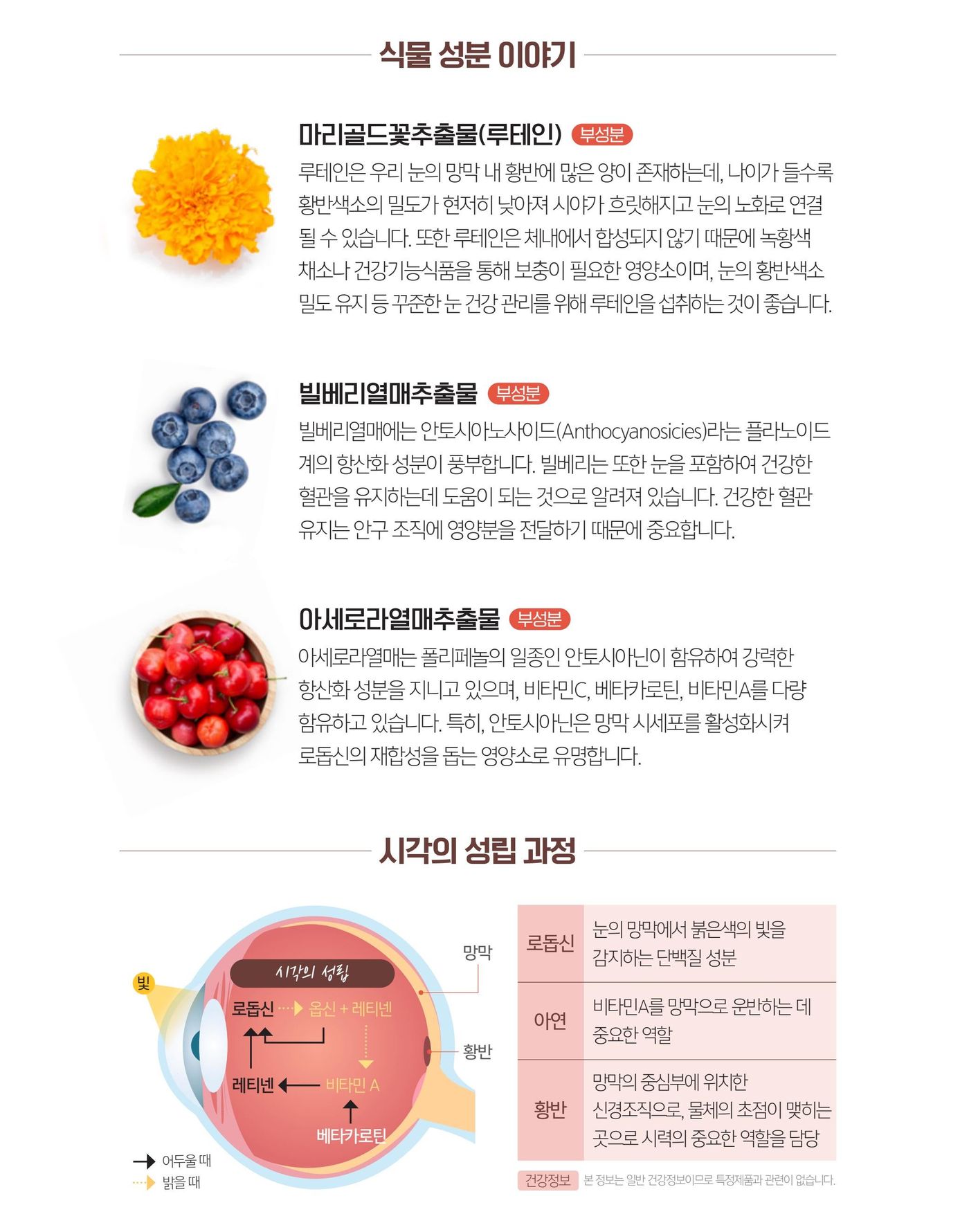 비전엑스 디에스에 담긴 식물 성분 이야기 — 마리골드꽃추출물, 빌베리추출물 등.
